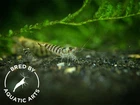 Zebra Babaulti Shrimp  Caridina cf  babaulti   BREDBY  Aquatic Arts