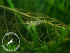 Zebra Babaulti Shrimp  Caridina cf  babaulti   BREDBY  Aquatic Arts