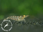 Zebra Babaulti Shrimp  Caridina cf  babaulti   BREDBY  Aquatic Arts