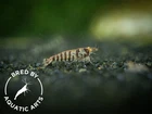 Zebra Babaulti Shrimp  Caridina cf  babaulti   BREDBY  Aquatic Arts