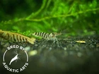 Zebra Babaulti Shrimp  Caridina cf  babaulti   BREDBY  Aquatic Arts